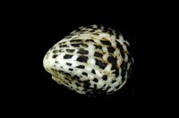 藏品(漁舟蜑螺)的圖片